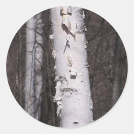 Aufkleber der weißen Birke (Betula papyrifera)