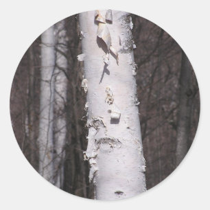 Aufkleber der weißen Birke (Betula papyrifera)