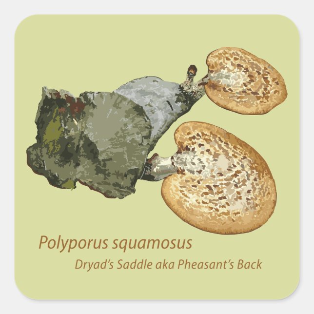 Aufkleber Dryads Sattel Polyporus squamosus (Vorderseite)
