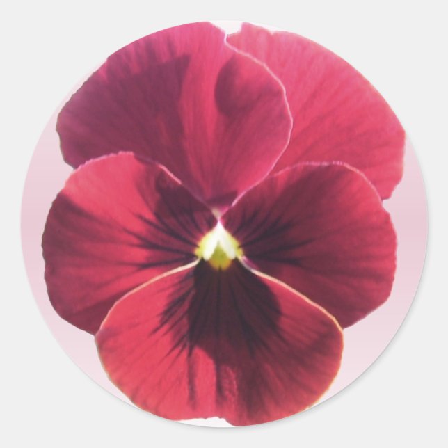 Aufkleber - dunkelrote Pansy (Vorderseite)