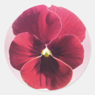 Aufkleber - dunkelrote Pansy