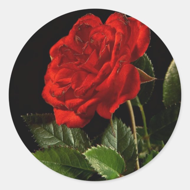 Aufkleber: Eine Schönheit einer Rose Runder Aufkleber (Vorderseite)