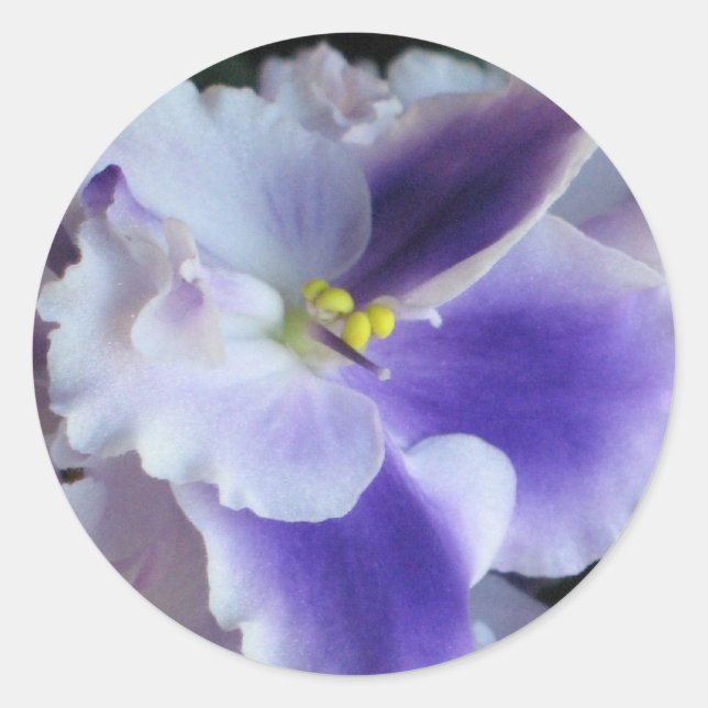Aufkleber für afrikanische Violetten (Vorderseite)