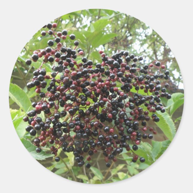 Aufkleber für Älderbeeren (Vorderseite)