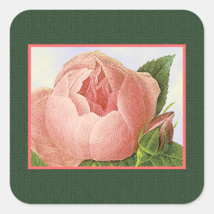 Aufkleber für botanische Rosa-Kohl-Rose