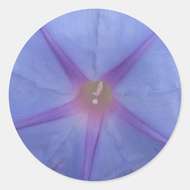 Aufkleber für die Blume des Morning Glory (Vorderseite)