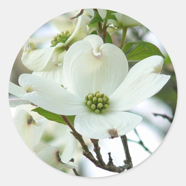 Aufkleber für die Blume von Dogwood Tree (Vorderseite)