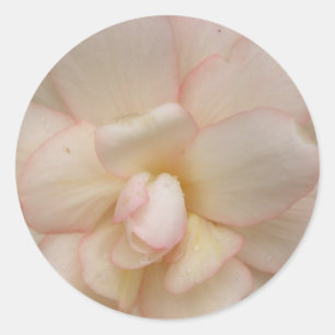 Aufkleber für die Blume Weißes Begonia