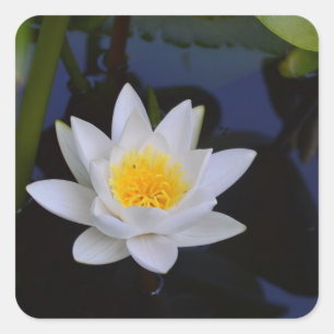 Aufkleber für die Blume White Lotus