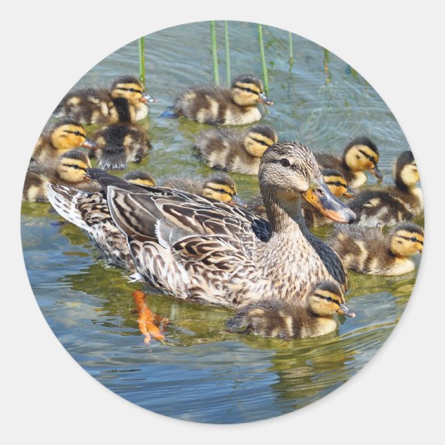 Aufkleber für die Entenfamilie (Vorderseite)