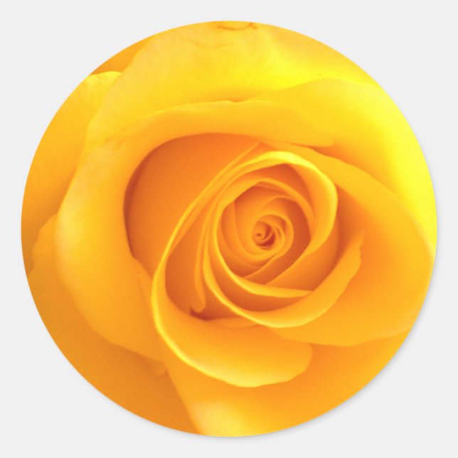 Aufkleber für die goldene Rose (Vorderseite)