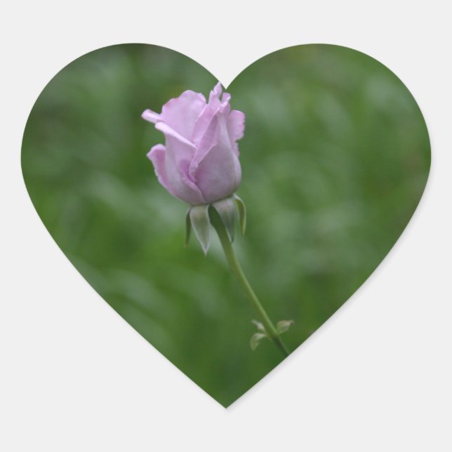 Aufkleber für die Lavendel-Rose (Vorderseite)