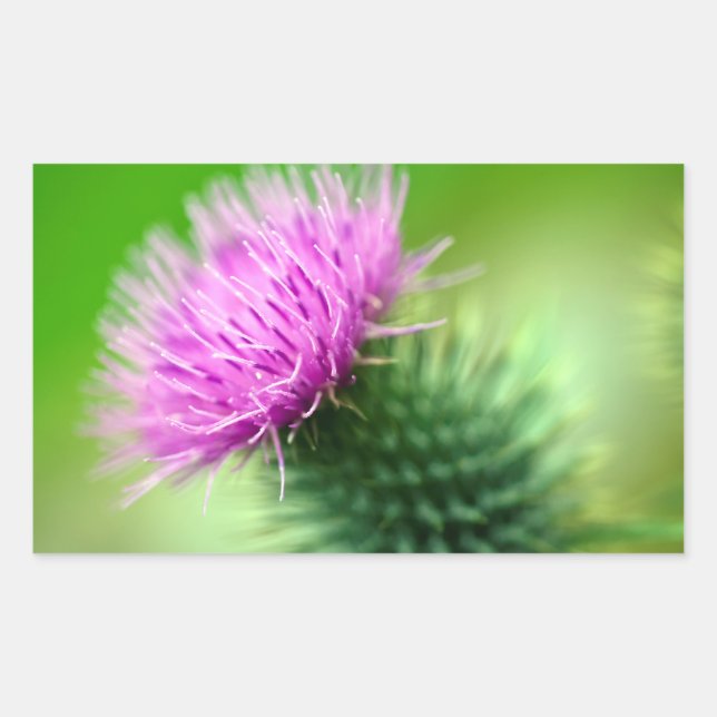 Aufkleber für die lila Blume (Vorderseite)