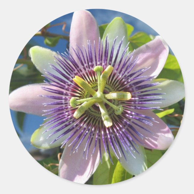Aufkleber für die lila Passhöhe-Blume (Vorderseite)