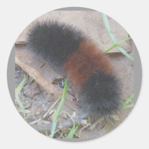 Aufkleber für die Raupe von Wollbären