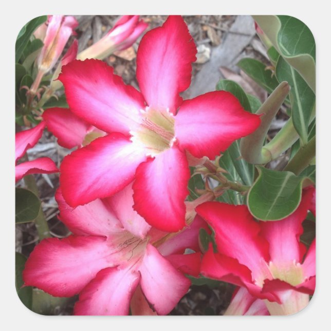 Aufkleber für die Rose der Wüste (Vorderseite)