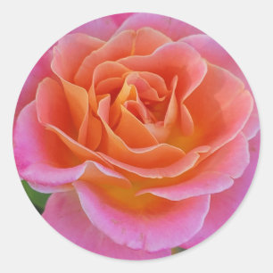 Aufkleber für die Rose Rosa und Orange