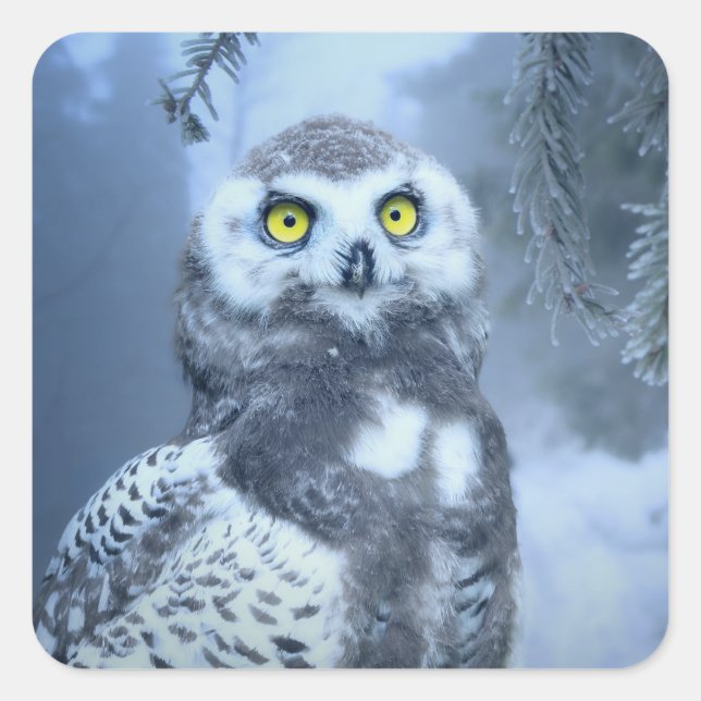 Aufkleber für die Schneeeule (Vorderseite)
