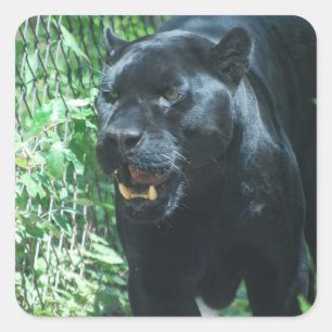 Aufkleber für die schwarze Panther