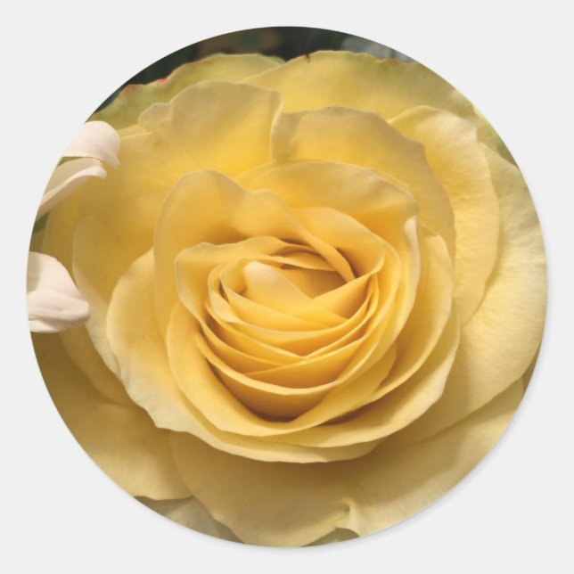 Aufkleber für Gelbe Rosen-Umschlag Aufkleber (Vorderseite)