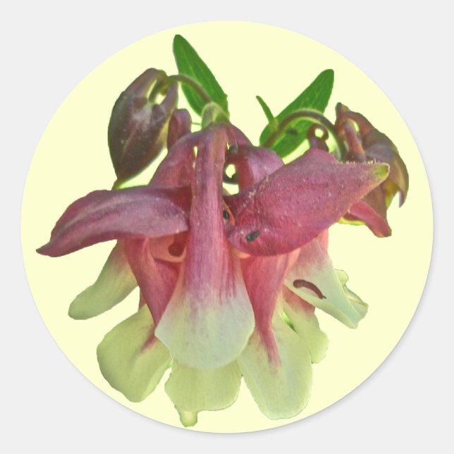 Aufkleber für gezüchtete Columbine (Vorderseite)