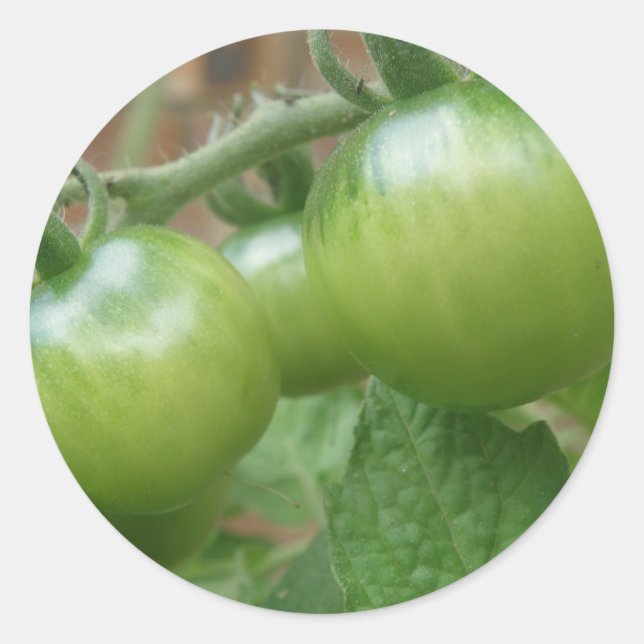 Aufkleber für grüne Tomaten (Vorderseite)