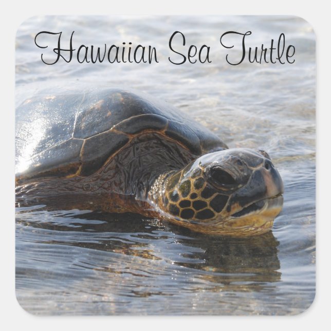 Aufkleber für Hawaiianische Meeresschildkröten (Vorderseite)