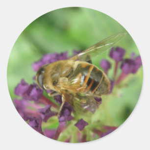 Aufkleber für Honigbienen und violette Blumen