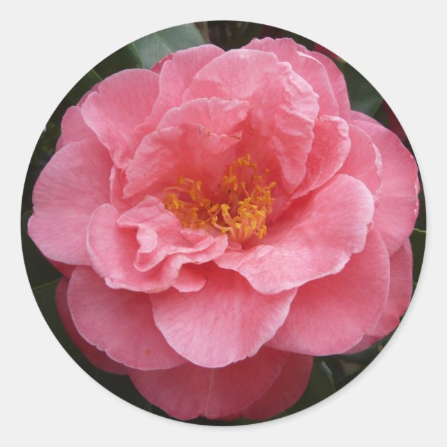 Aufkleber für hübsches Rosa Kamelien-Foto (Vorderseite)