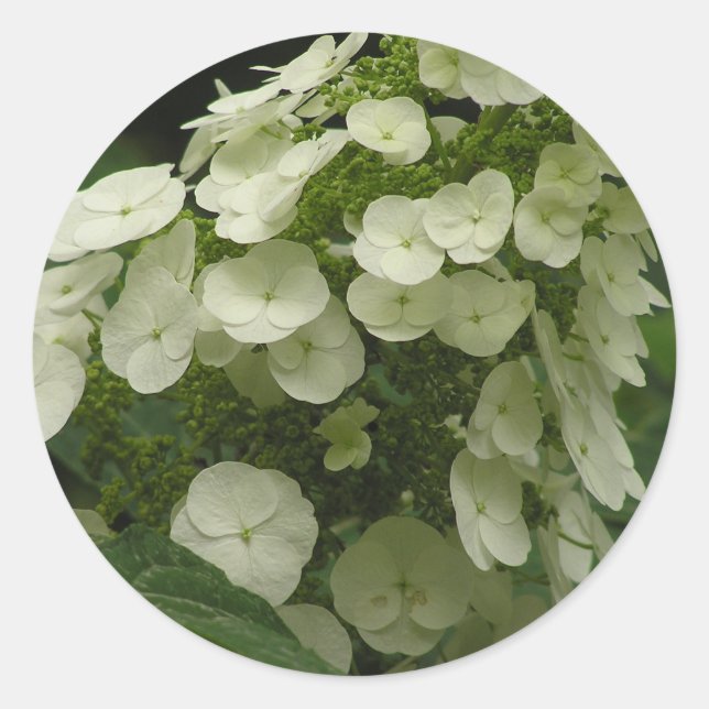 Aufkleber für Hydrangea (Hydrangea quercifolia) (Vorderseite)