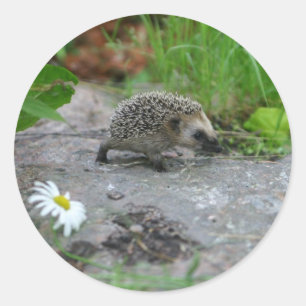 Aufkleber für Igel - individuell anpassbar