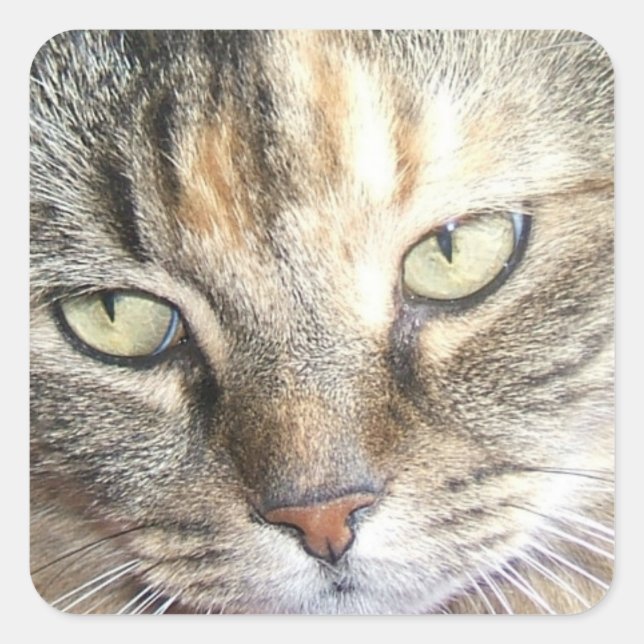Aufkleber für Katzenaugen (Vorderseite)