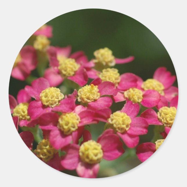 Aufkleber für kleine Blume (Vorderseite)