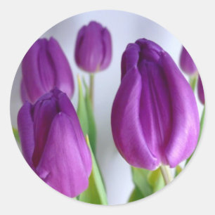 Aufkleber für lila Ostertulpen