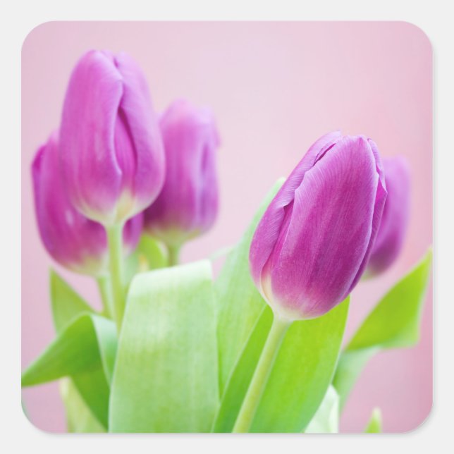 Aufkleber für lila Tulpen (Vorderseite)