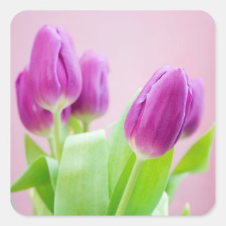 Aufkleber für lila Tulpen