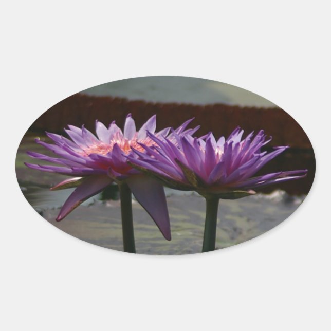 Aufkleber für lila Wasserlilien (Vorderseite)