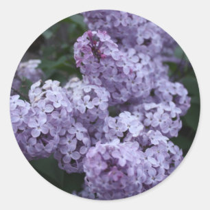 Aufkleber für Lilac-Blume
