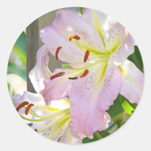 Aufkleber für Lilien Pink Lily Blume Aufkleber
