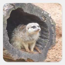 Aufkleber für Meerkat - Quadrat