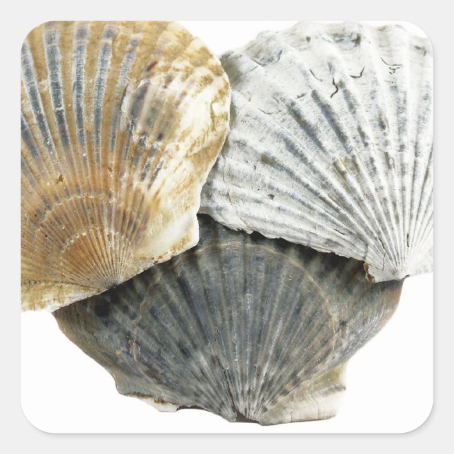 Aufkleber für Muschel (Vorderseite)