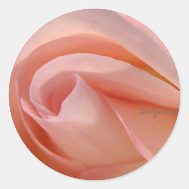 Aufkleber für nah-rosa Rose (Vorderseite)