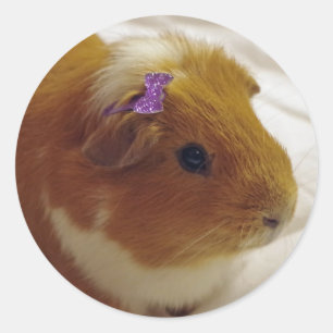 Aufkleber für niedliche Guinea