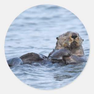 Aufkleber für Otter
