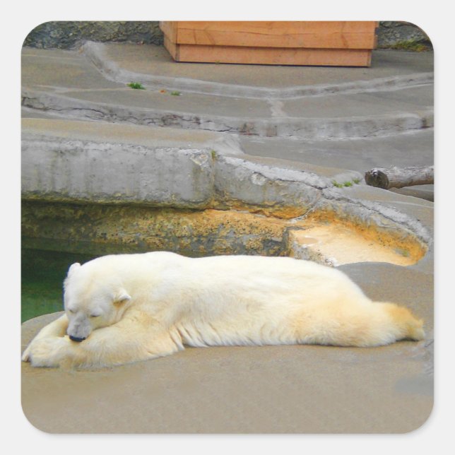 Aufkleber für Polar-Bären (Vorderseite)