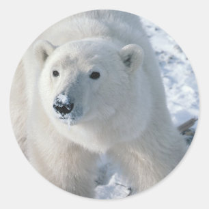 Aufkleber für Polar-Bären