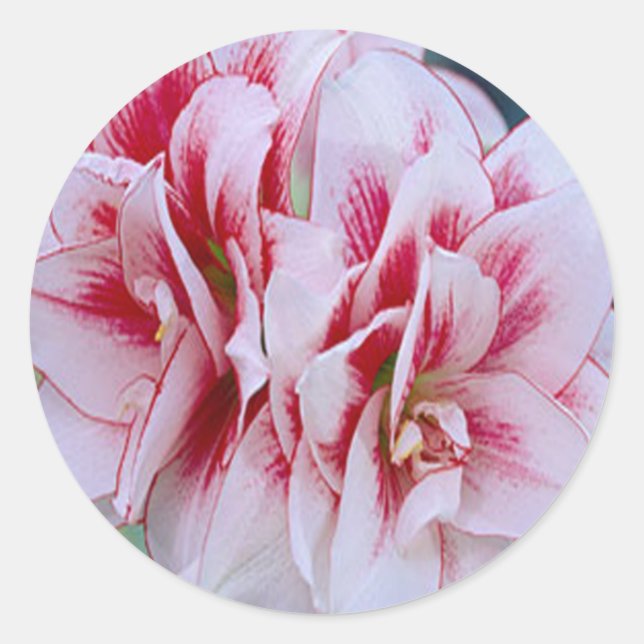Aufkleber für rosa Blume (Vorderseite)
