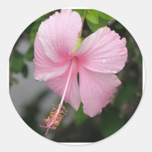 Aufkleber für rosa Hibisken