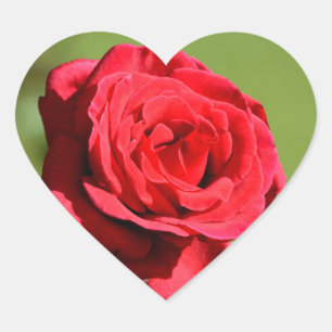 Aufkleber für Rose