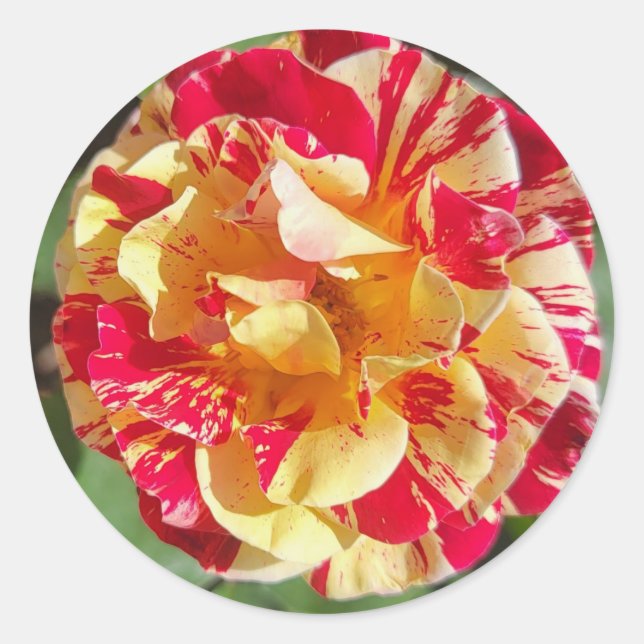 Aufkleber für Rose in Rot und Gelb (Vorderseite)